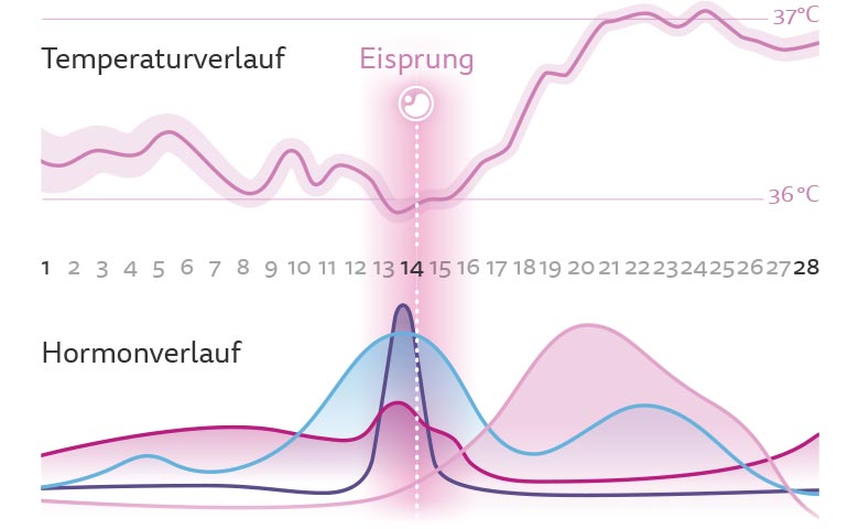 Hier bitte komplette grafische Übersicht über 1. und 2. Zyklushälfte Breite 1.000 px